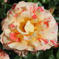 Rose Alfred Sisley