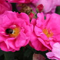 Rose Apothekerrose Officinalis 