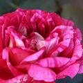 Strauchrose 'Berthe Morisot'