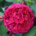 Beetrose, Rose Zchtung von Guillot