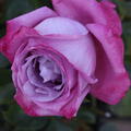 Rose Edelrose 'Blue River' Blte blau violett lila