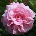 Rose 'Blush Winterjewel'