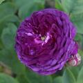 Historische Rose 'Cardinal de Richelieu' 