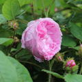 Rose Centifolia Muscosa 