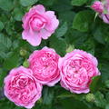 Rose 'Chantal Merieux'