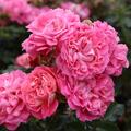 Zwergrose Beetrose Bodendeckerrose 'Charmant' rosa Blten
