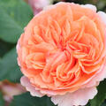 Rose, Edelrose Chippendale