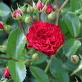 rote Ramblerrose, Kordes-Zchtung 'Crimson Siluetta'