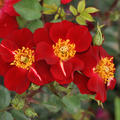 Rose 'Decoration'