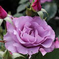 Rose Dioressence 