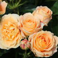 Rose Dolce Vita  