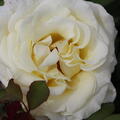 Rose 'Elina'