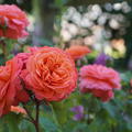 Rose 'Emilien Guillot'