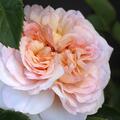Englische Rose, Austin Rose 'Emily Bront'