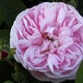 Historische Rose 'Fantin Latour' 