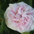 Historische Rose ''Flicit Parmentier', rosa Blten