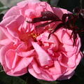 Rose 'Fragonard', Edelrose