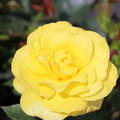 Rose Friesia