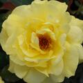 Rose Friesia