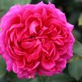 Englische Rose, Austin Rose 'Gabriel Oakl'
