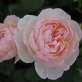 Englische Rose, Austin Rose 'Gentle Hermione'