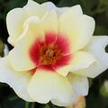 Rose 'Glorious Babylon Eyes'