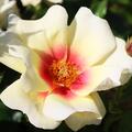 Rose 'Glorious Babylon Eyes'