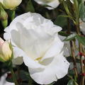 Rose Grand Nord 