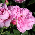 Historische Rose 'Ispahan', Duftrose