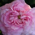 Historische Rose Ispahan