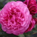 Rose 'Kaffe Fassett', Beetrose