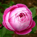 Rose 'La Reine Victoria'