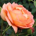 Lady of Shalott , Austin, Englische Rose
