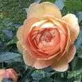 Rose Lady of Shalott
