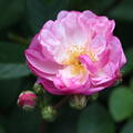 Ramblerrose, Kordes Zchtung, Sorte 'Lavernder Siluetta'