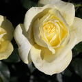 Edelrose 'Limona' hell gelb, ADR Rose, Kordes Zchtung