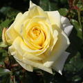 Edelrose 'Limona'
