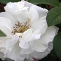 Rosa rugosa Hybride, weisse Blte, Kartoffelrose 'Louise Bugnet'