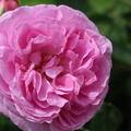 Historische Rose 'Louise Odier'