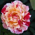 Malerrose 'Maurice Utrillo'