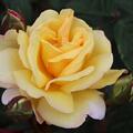 Rose 'Nadia Zerouali'