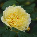 Rose 'Nelson Monfort'