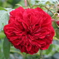 Rose Beetrose 'Out of Rosenheim' Kordes Zchtung