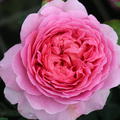 Rose Princess Alexandra of Kent 