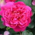 Rose Princess Anne