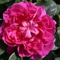Rose 'Princess Anne'