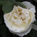 Edelrose 'Princesse Astrid de Belgique'