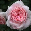 Englische Rose, Austin Rose 'Queen of Sweden'