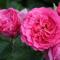 Strauchrose 'Rene van Wegberg'