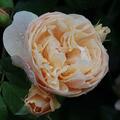Englische Rose, Austin Rose 'Roald Dahl'